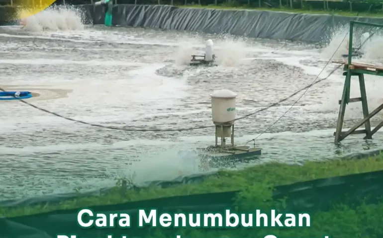 cara menumbuhkan plankton dengan cepat