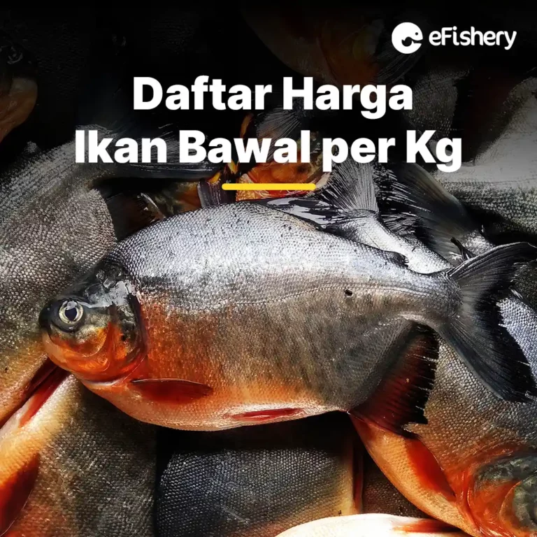 harga ikan bawal