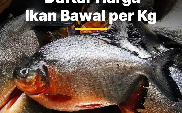 harga ikan bawal