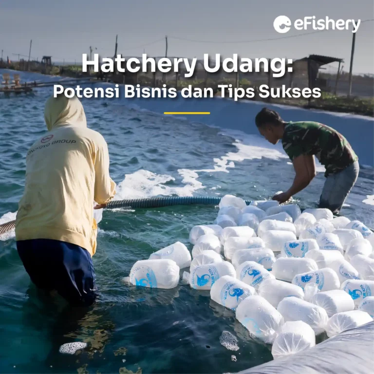 hatchery udang