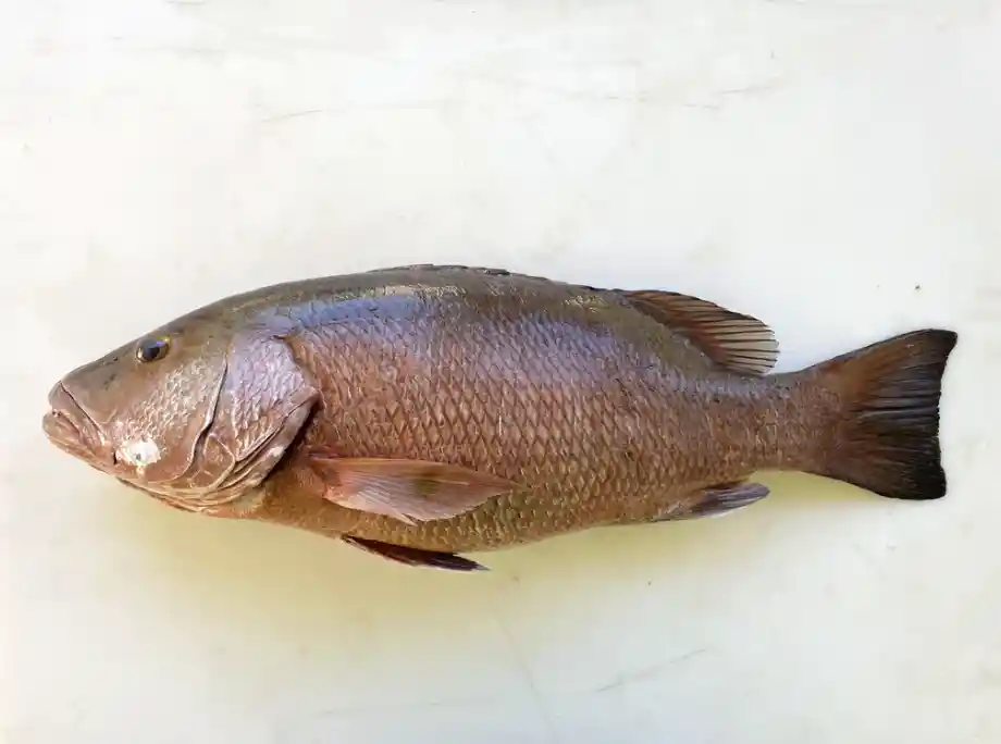 ikan kakap cubera