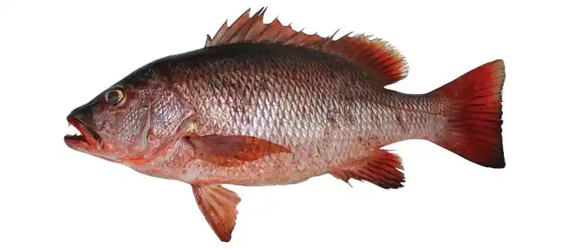 ikan kakap merah