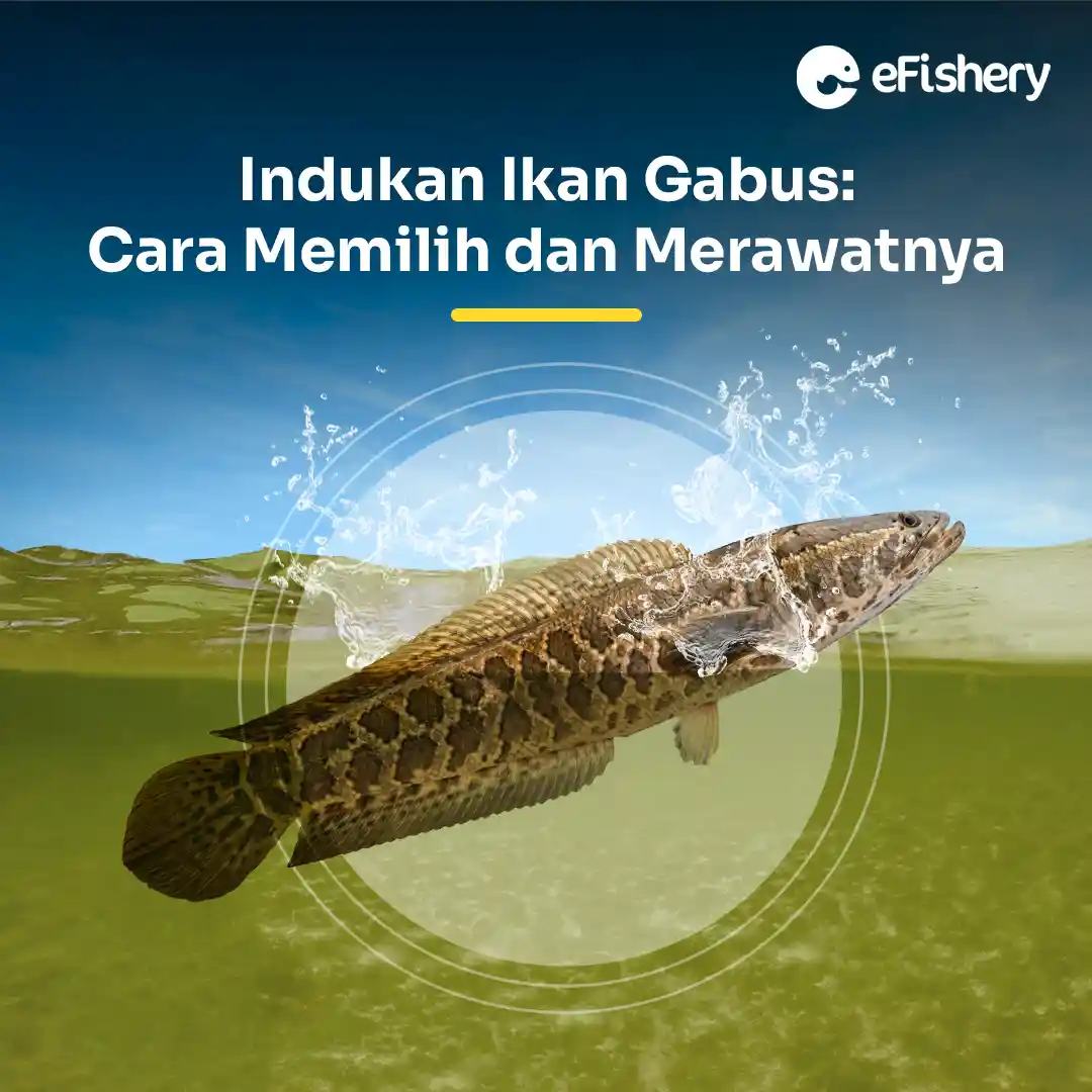 indukan ikan gabus