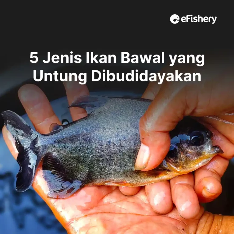 jenis ikan bawal