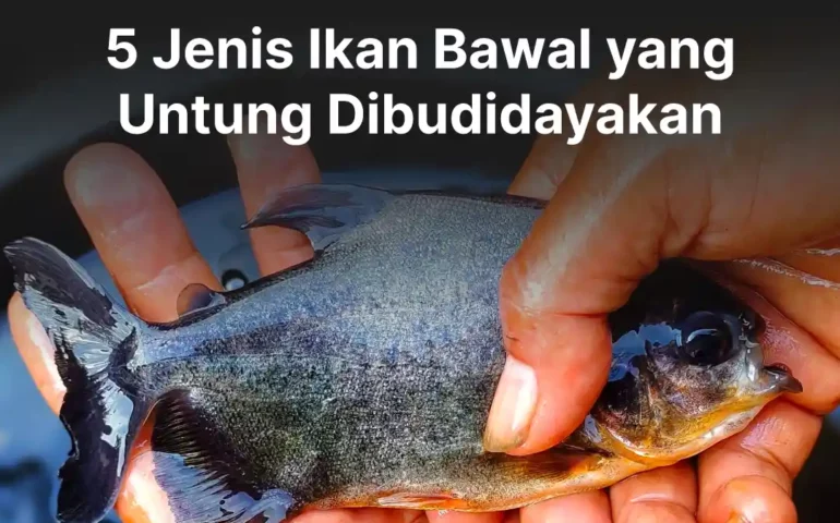 jenis ikan bawal