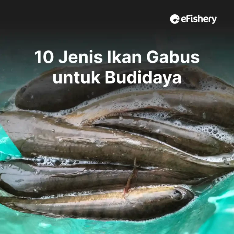 jenis ikan gabus