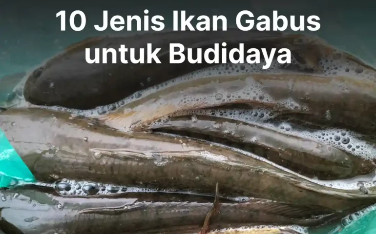 jenis ikan gabus