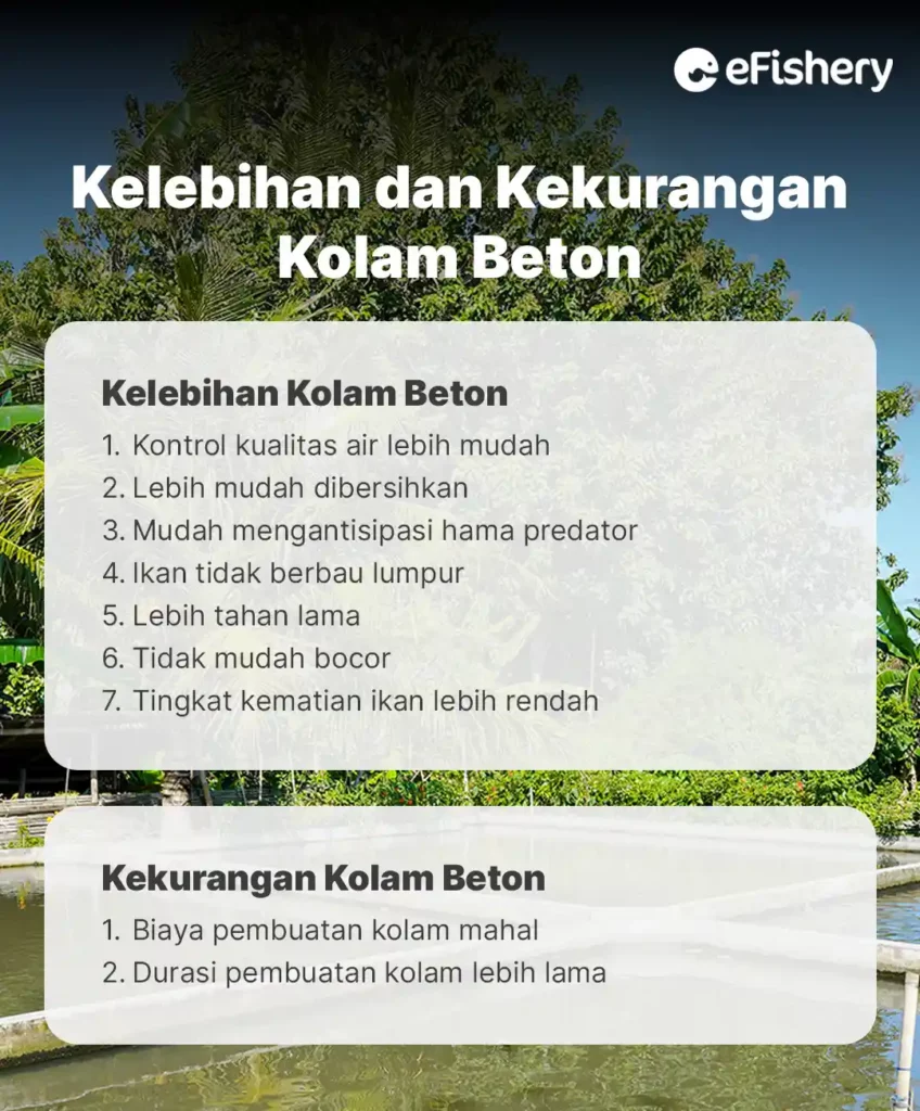 kelebihan dan kekurangan kolam beton ikan patin