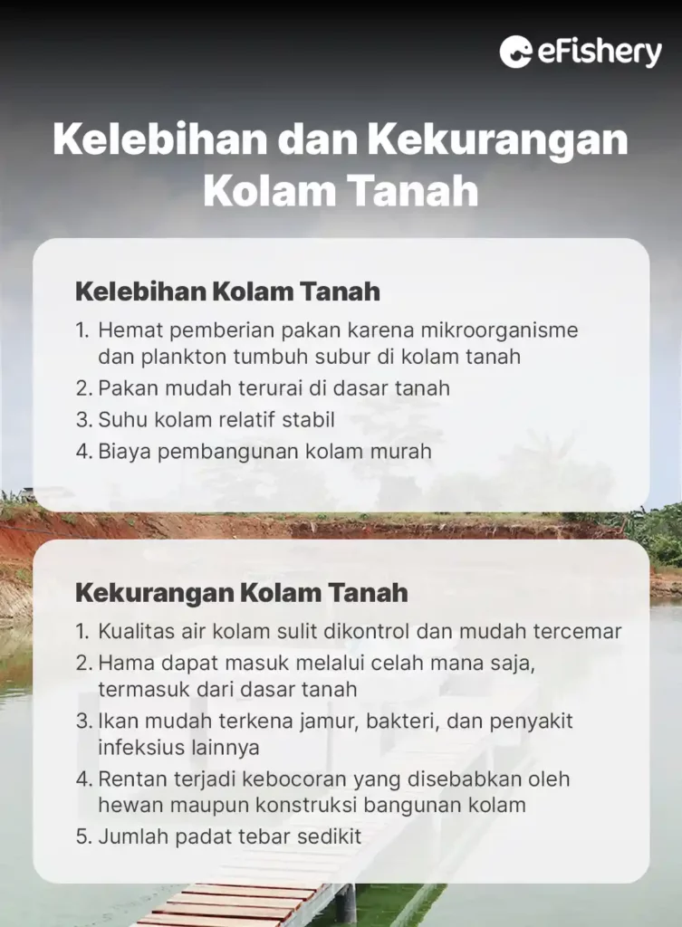 kelebihan dan kekurangan kolam tanah ikan patin