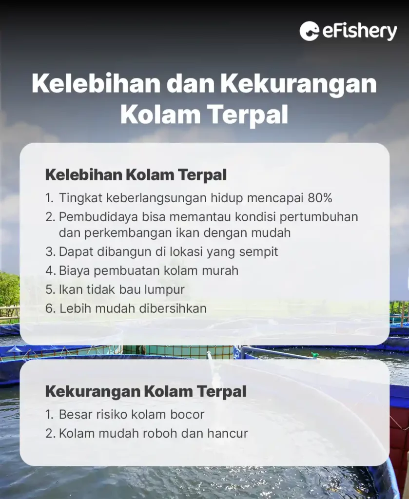 kelebihan dan kekurangan kolam terpal ikan patin