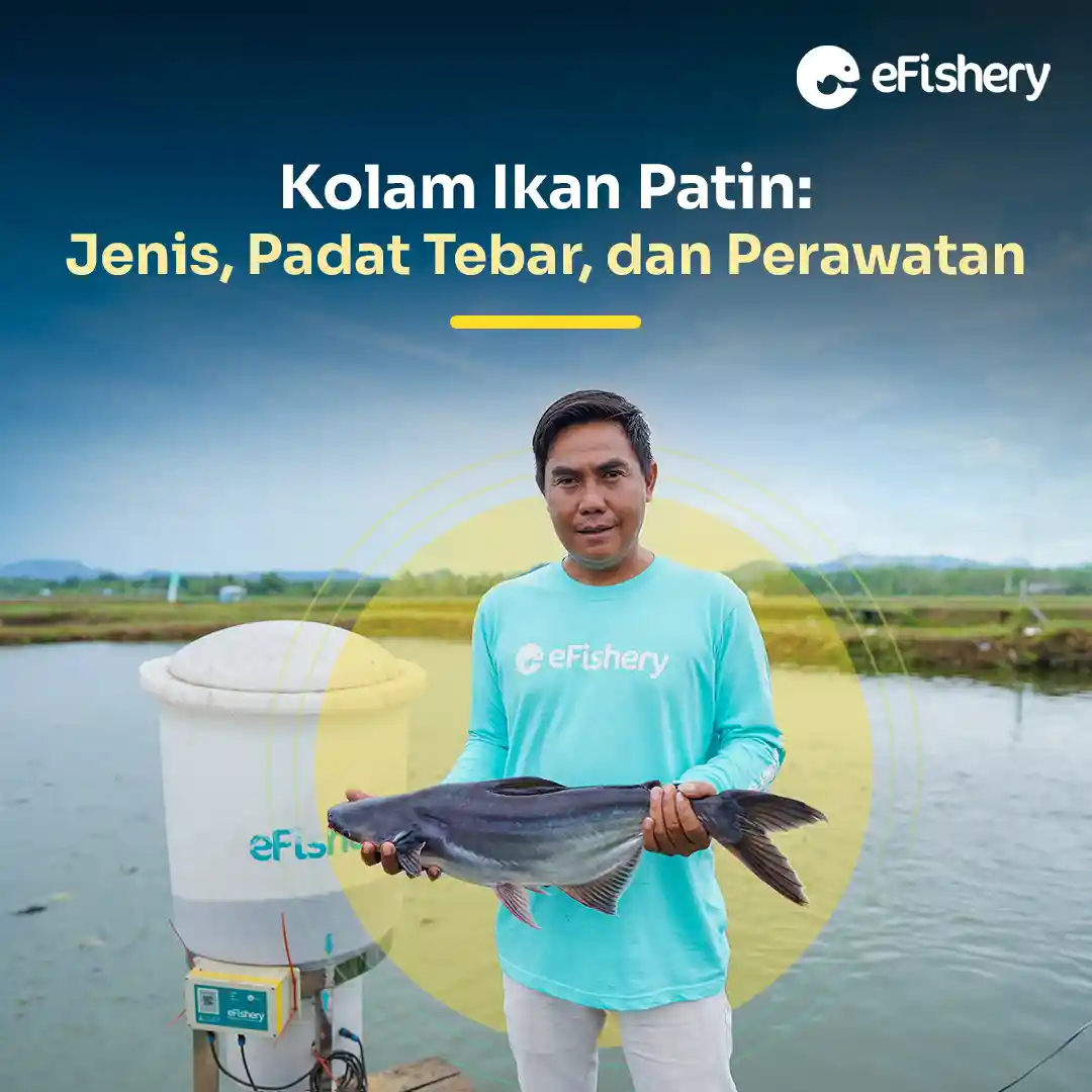 kolam ikan patin