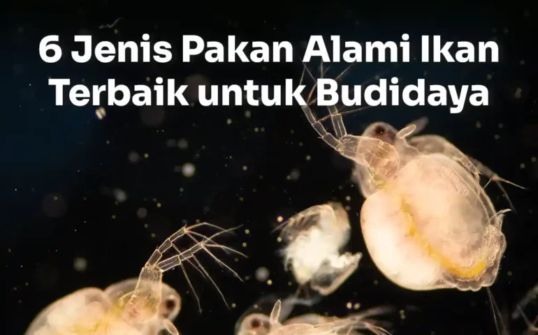 pakan alami ikan