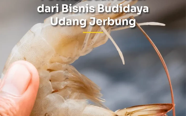 potensi bisnis udang jerbung