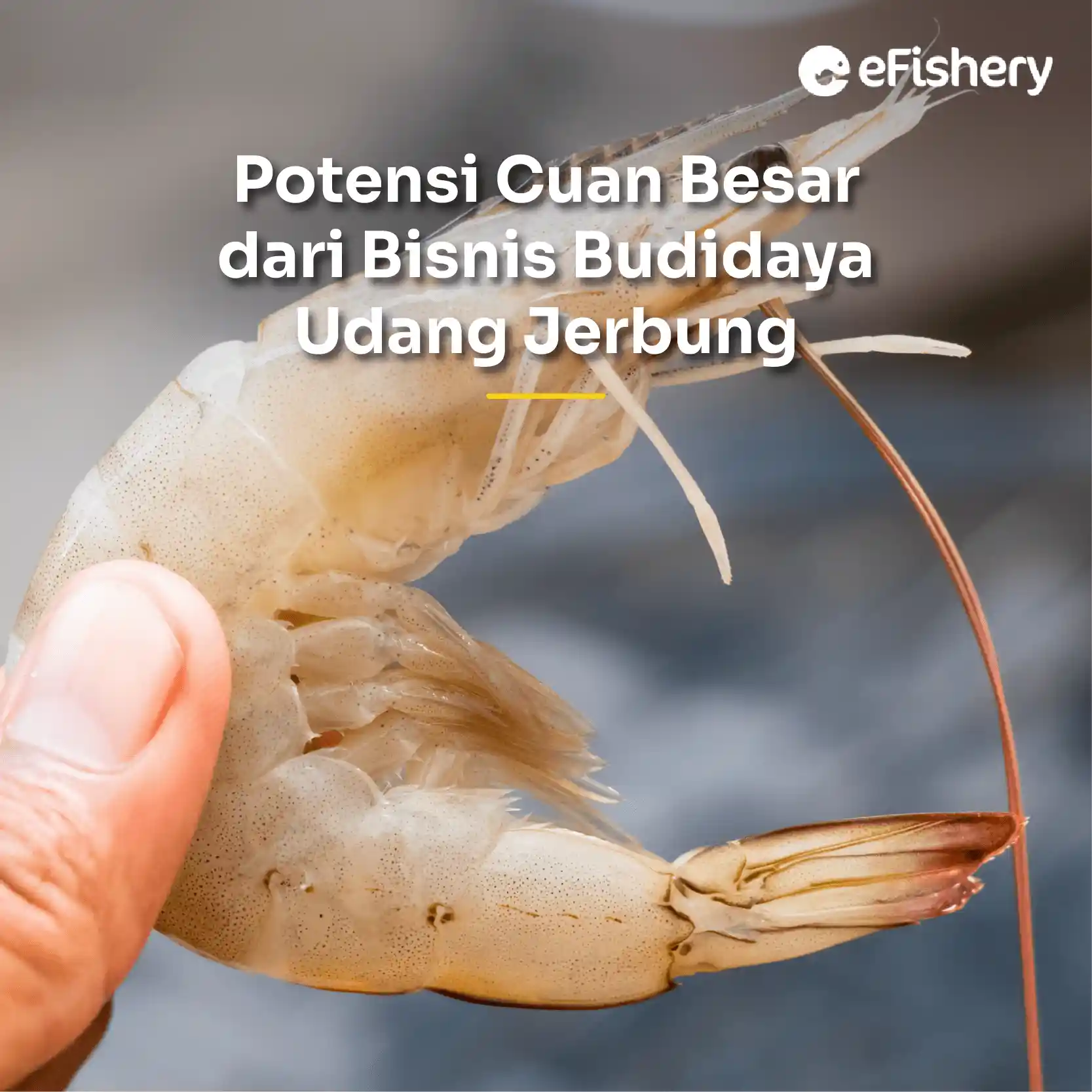 potensi bisnis udang jerbung