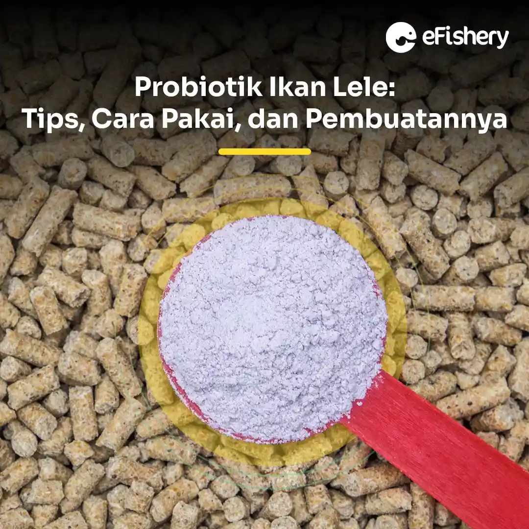 probiotik ikan lele