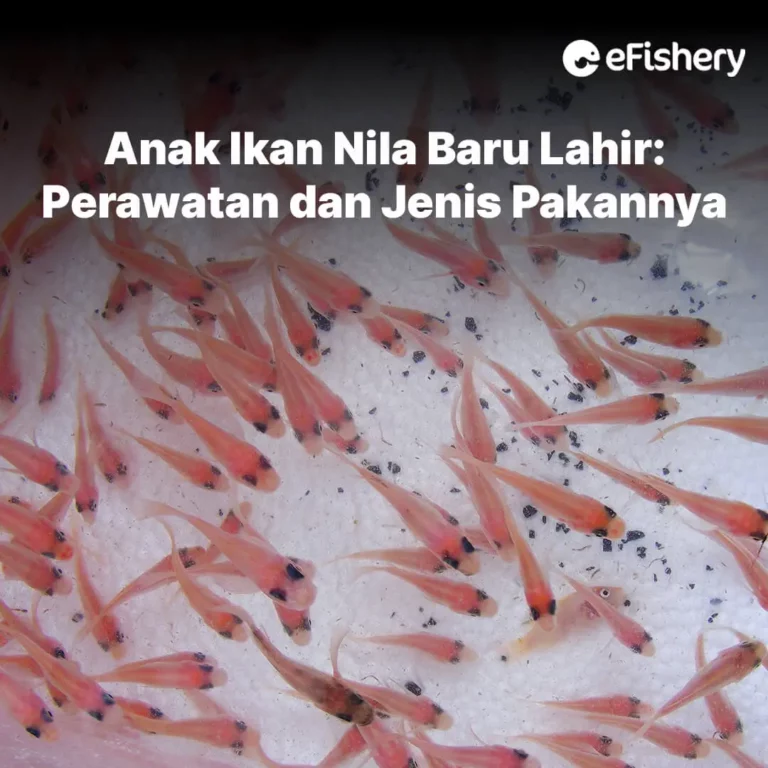 anak ikan nila baru lahir