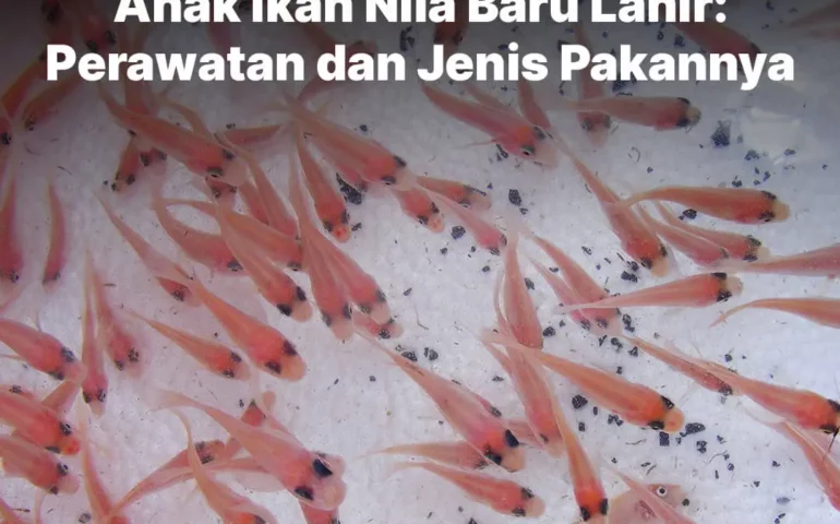 anak ikan nila baru lahir