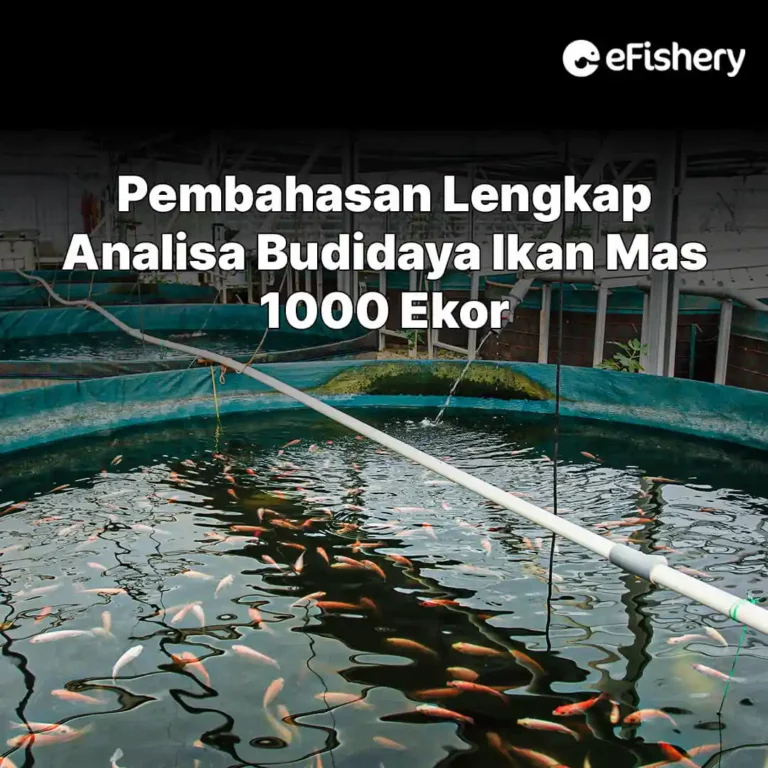 analisa budidaya ikan mas 1000 ekor