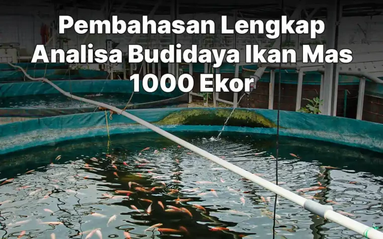 analisa budidaya ikan mas 1000 ekor