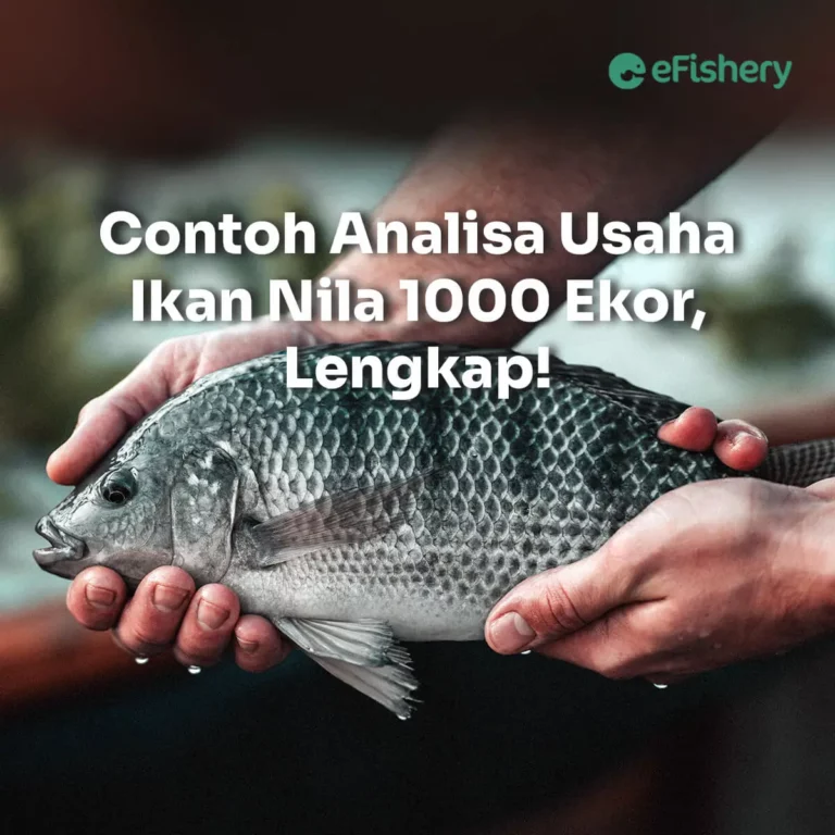 analisa usaha ikan nila 1000 ekor