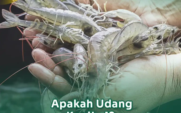 apakah udang kanibal