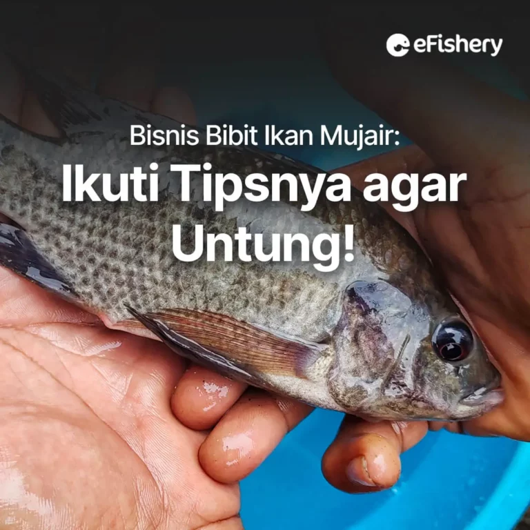 bibit ikan mujair