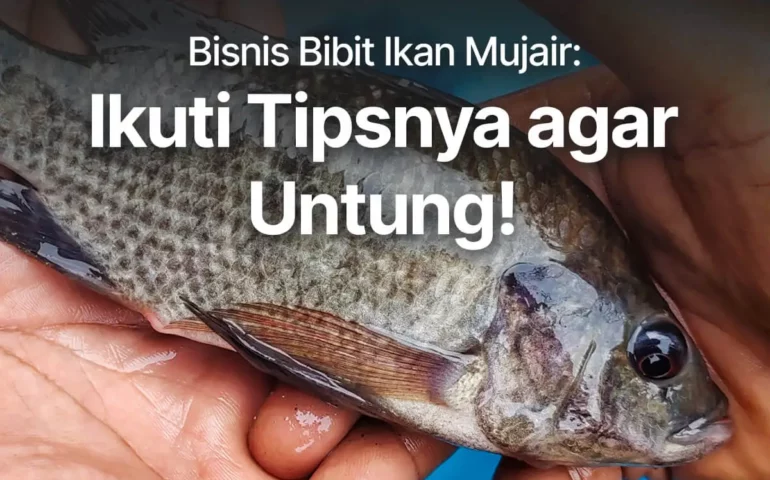 bibit ikan mujair