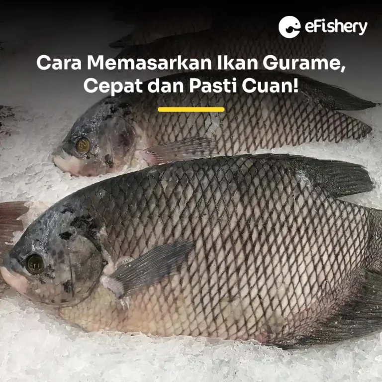 cara memasarkan ikan gurame