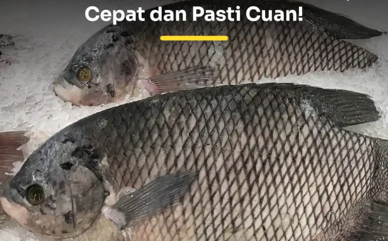 cara memasarkan ikan gurame