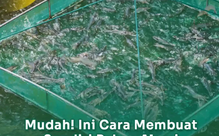 cara membuat pakan alami udang vaname