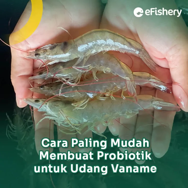 cara membuat probiotik untuk udang vaname