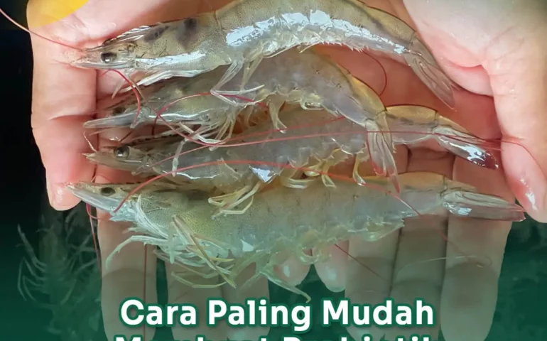 cara membuat probiotik untuk udang vaname