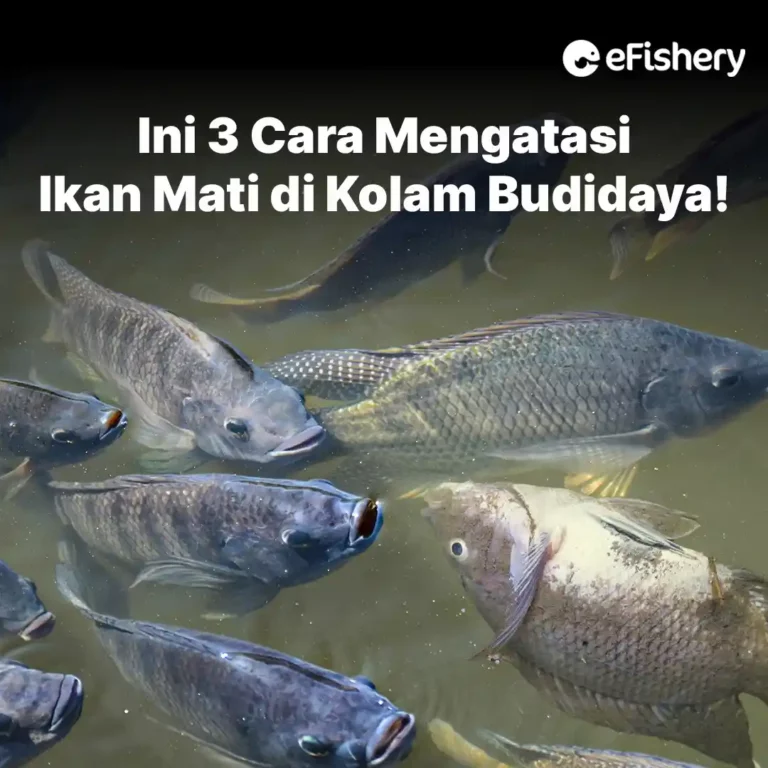 cara mengatasi ikan mati di kolam