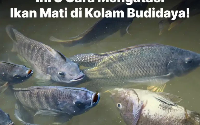 cara mengatasi ikan mati di kolam