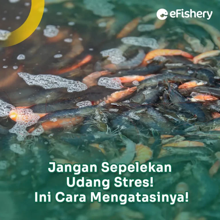 cara mengatasi udang stres