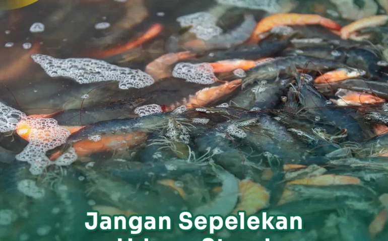 cara mengatasi udang stres