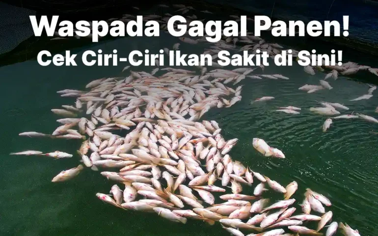 ciri ciri ikan sakit