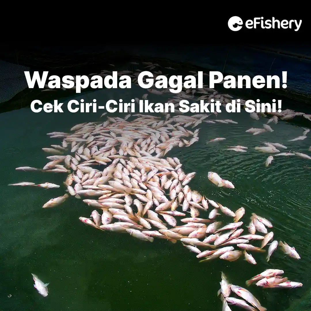 ciri ciri ikan sakit