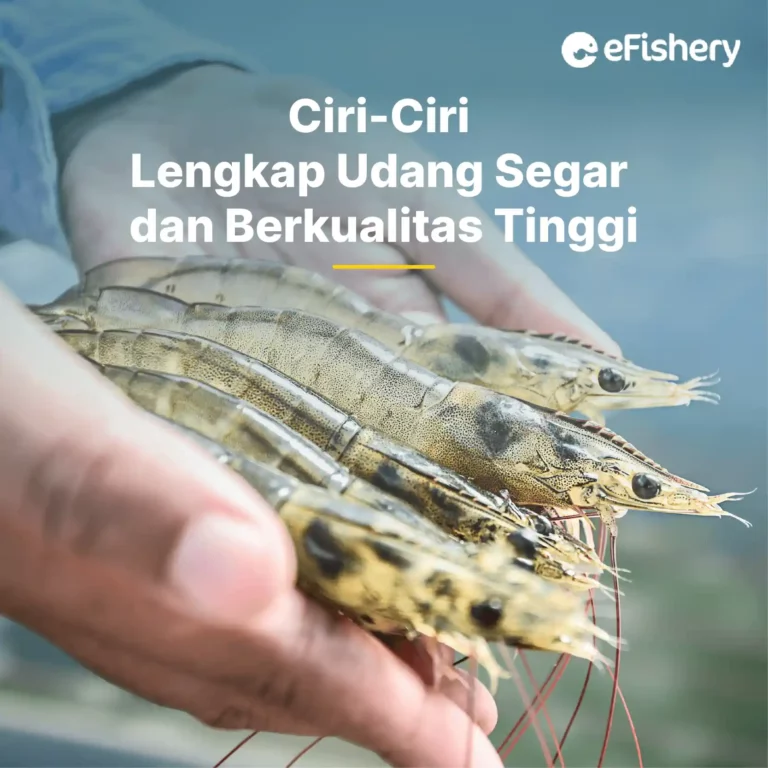 ciri-ciri udang segar