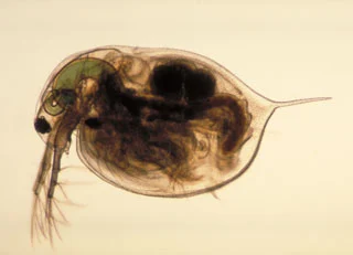 daphnia