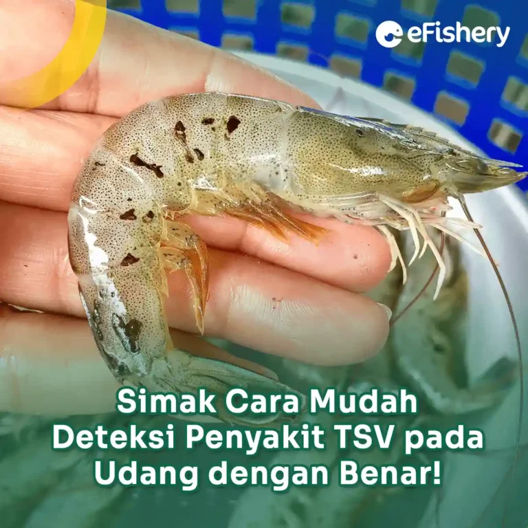 deteksi penyakit tsv pada udang