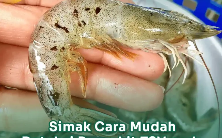 deteksi penyakit tsv pada udang