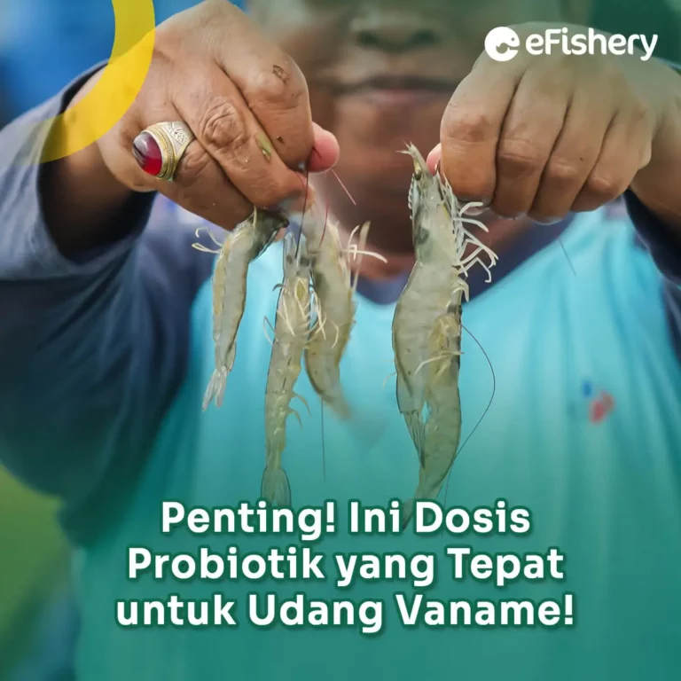 dosis probiotik untuk udang vaname