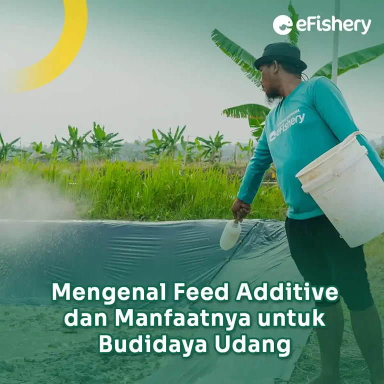 feed-additive-dan-manfaatnya-untuk-budidaya-udang