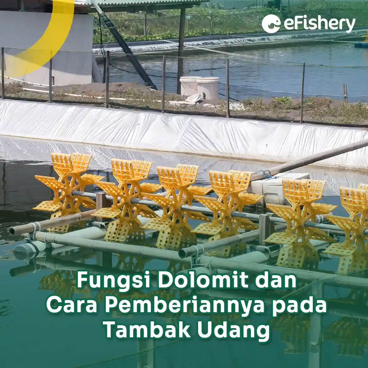 fungsi dolomit pada tambak udang