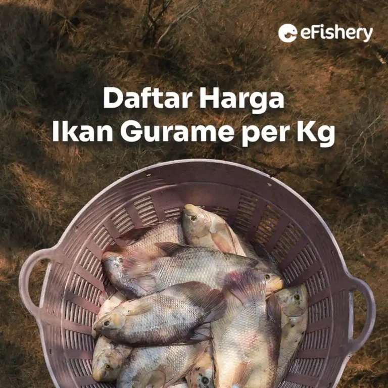 harga ikan gurame