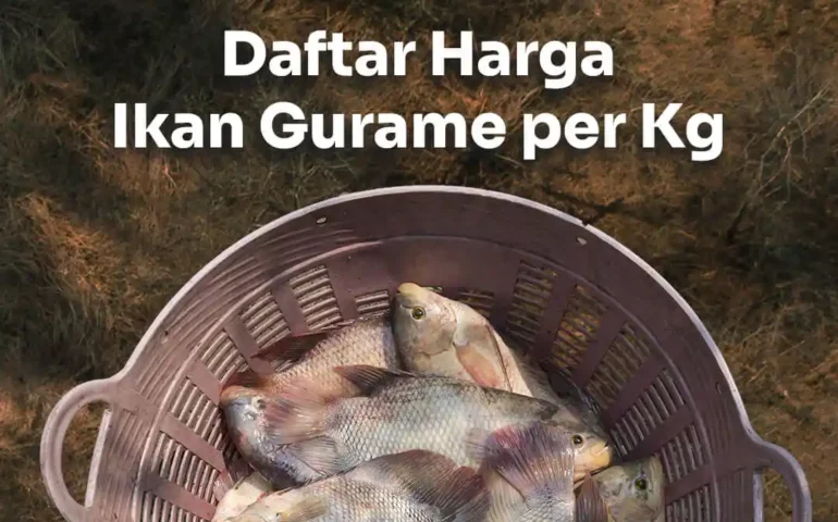 harga ikan gurame