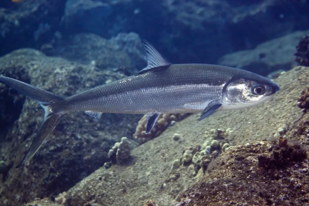 ikan bandeng air laut