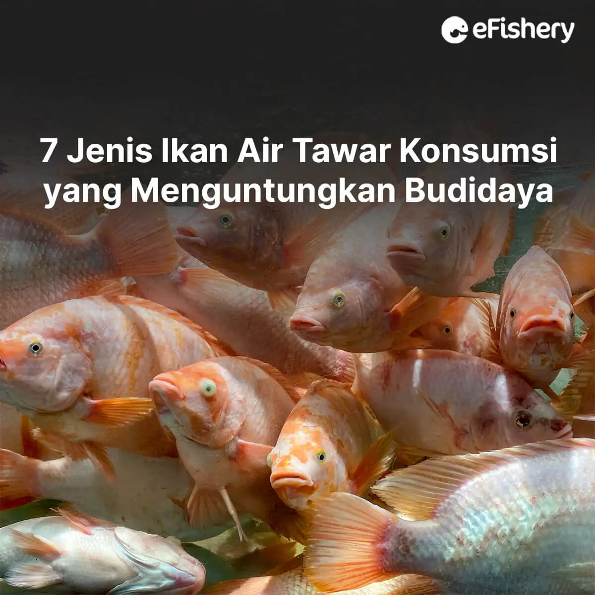 jenis ikan air tawar konsumsi