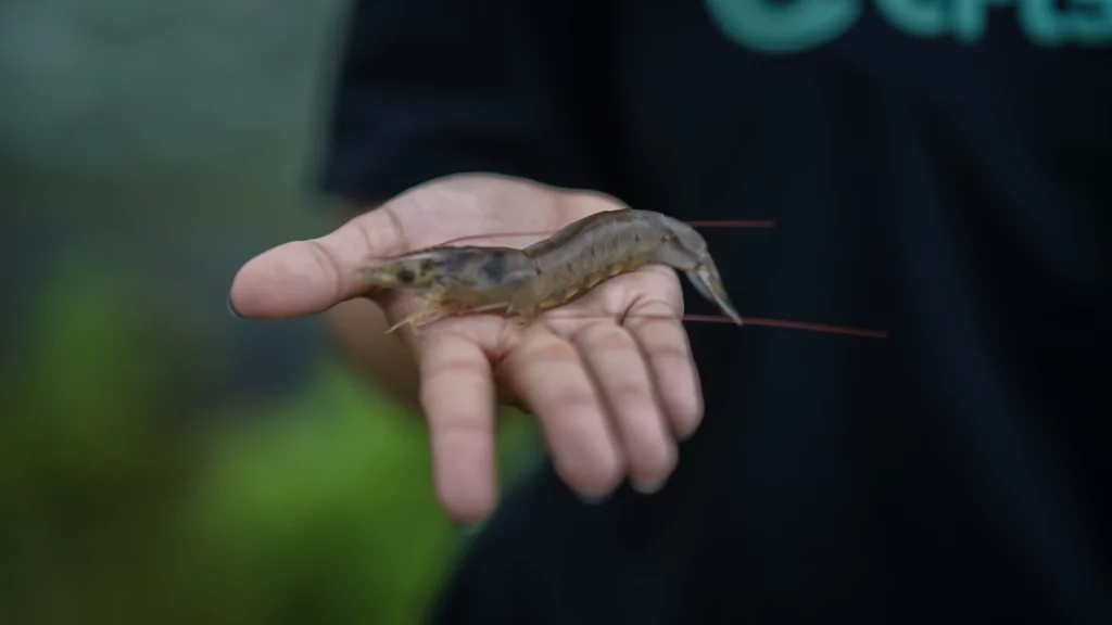 udang dari efishery